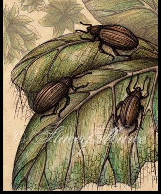 'Pumpkin Bettles' - Fungi and Invertebrate. Stacey Maree
