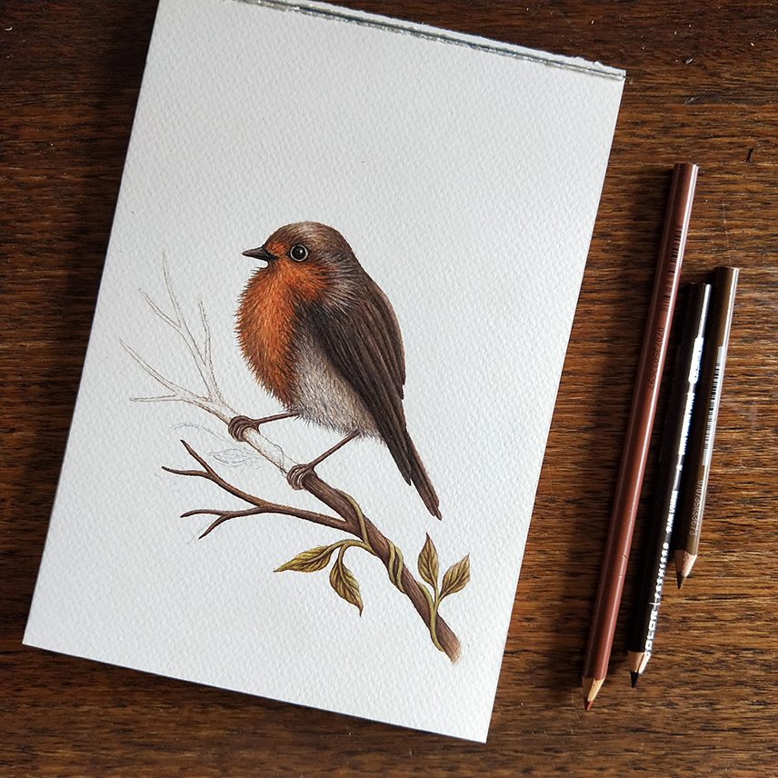 stacey maree - robin illustration